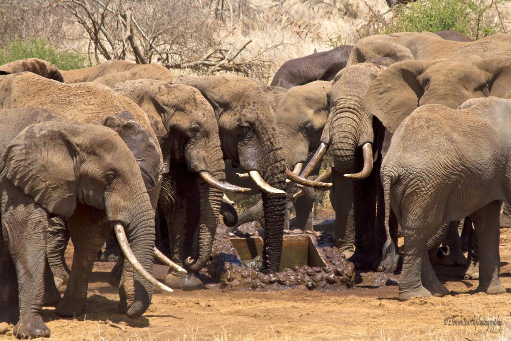 Elerai Camp Hotel Amboseli Bagian luar foto