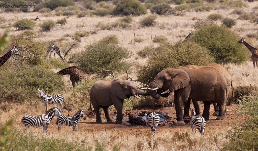 Elerai Camp Hotel Amboseli Bagian luar foto
