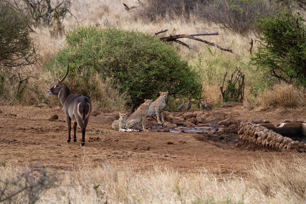Elerai Camp Hotel Amboseli Bagian luar foto